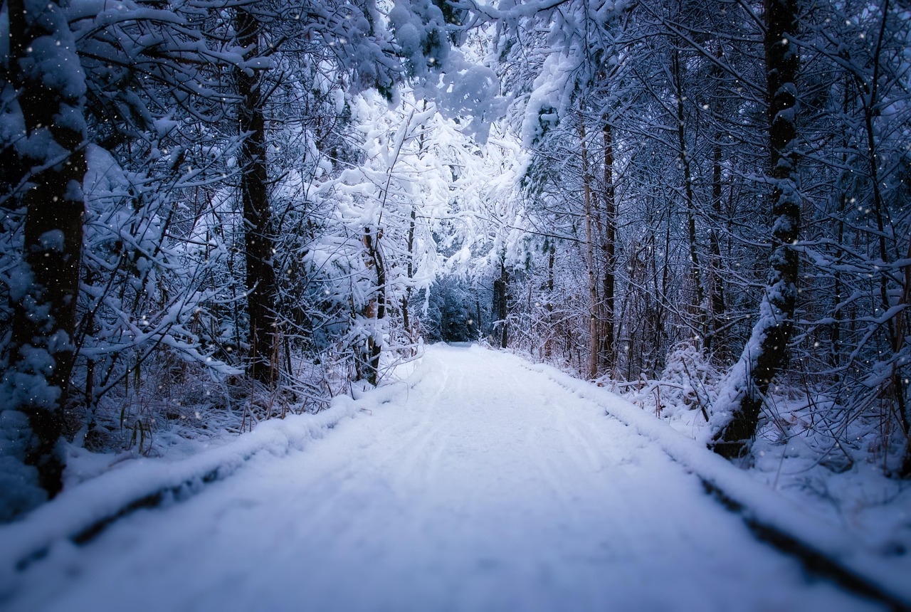 forest path 7651495 1280