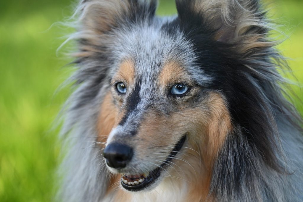 ¿Puedo Hacer el Camino con Perro?